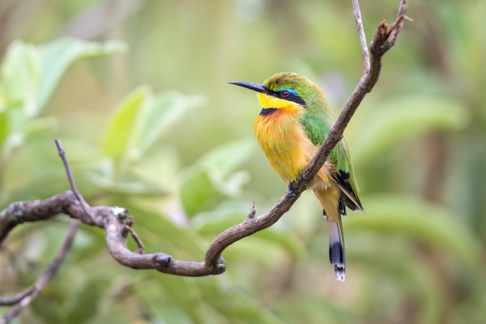 image Little Bee-eater